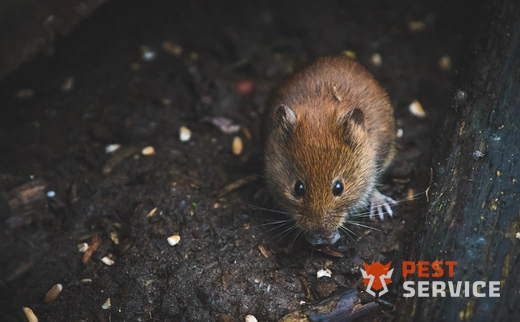 Дератизация в Балабаново